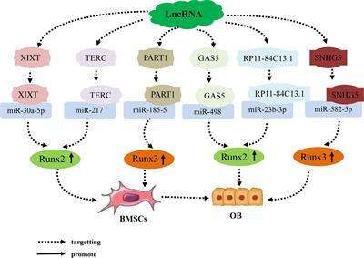 Research progress on the role of lncRNA–miRNA networks in regulating adipogenic and osteogenic differentiation of bone marrow mesenchymal stem cells in osteoporosis